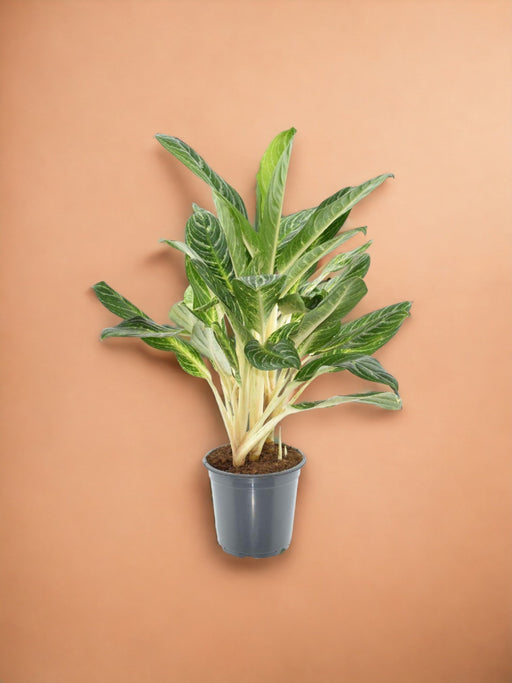 Aglaonema Keylime