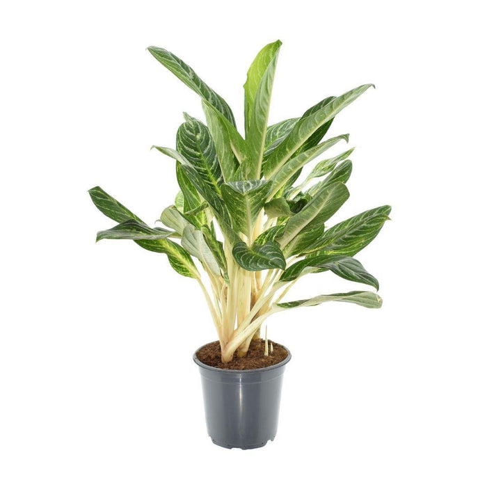 Aglaonema Keylime