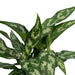 Aglaonema Maria H50Cm