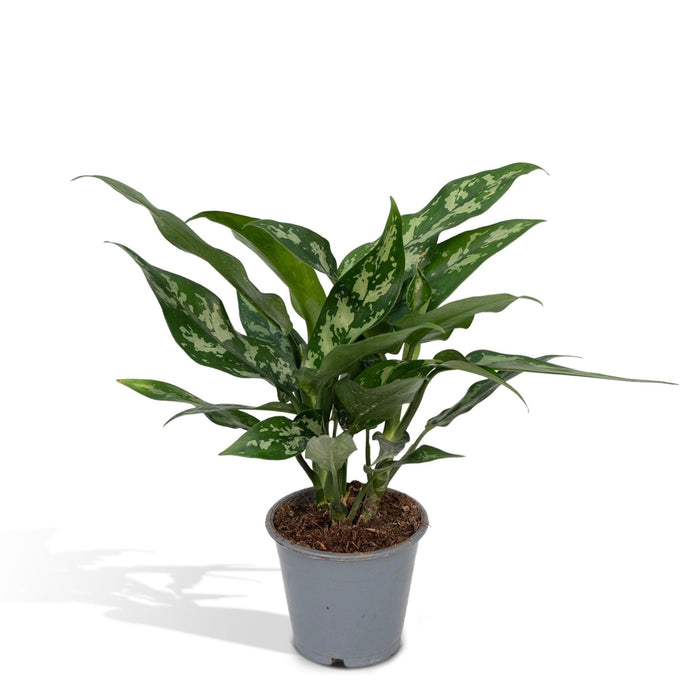 Aglaonema Maria H50Cm