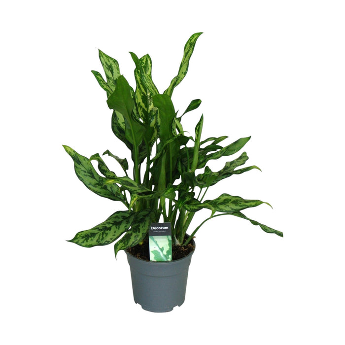 Aglaonema 'Miss Julliette'