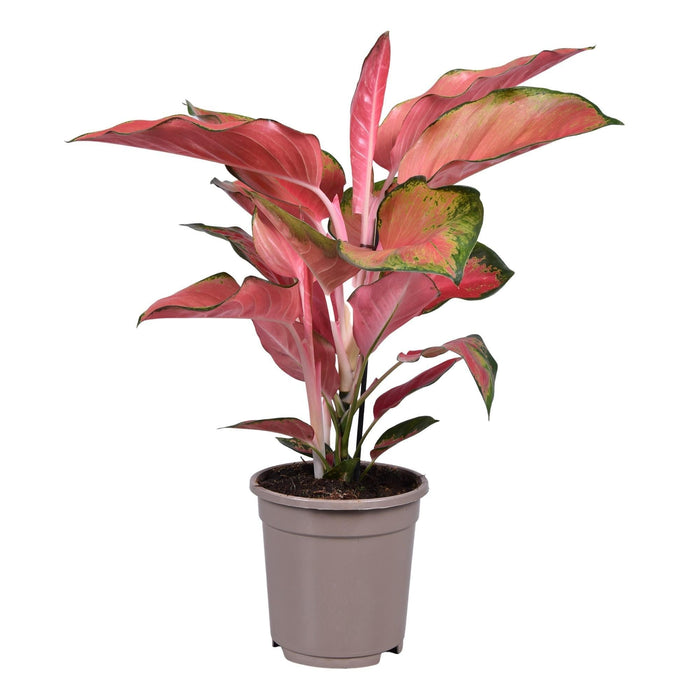 Aglaonema Orange Star