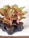 Aglaonema Paradise Red