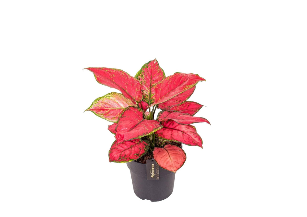 Aglaonema Red Joy