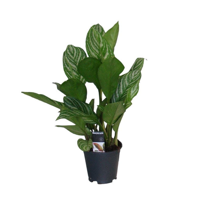 Aglaonema Stripes