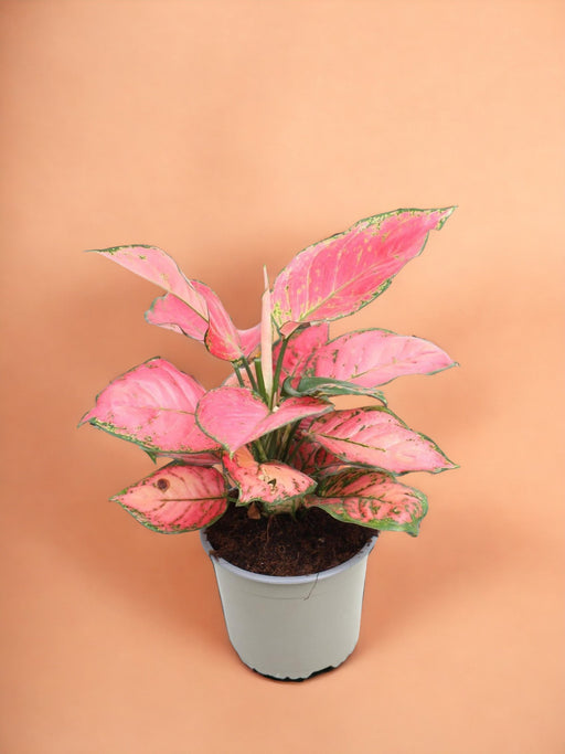 Aglaonema Sun Star