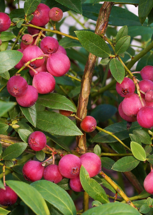 Lingonberry Pink Lemonade - Fruktbusk