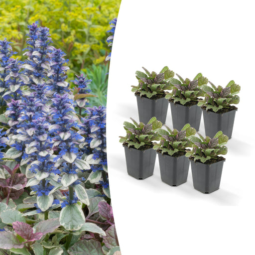 Ajuga Reptans 'Burgundy Glow' - Pakke Med 6