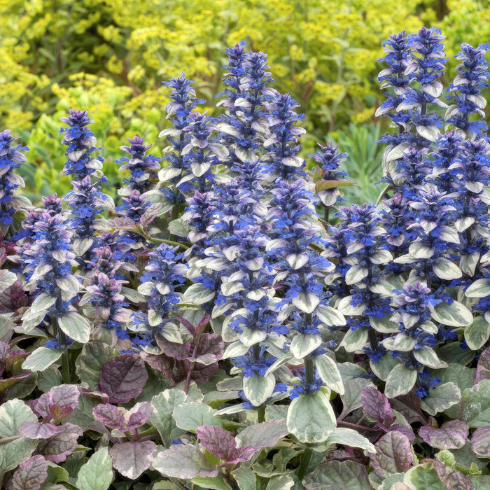 Ajuga Reptans 'Burgundy Glow' - Pakke Med 6