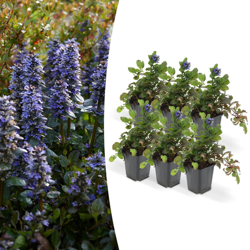 Ajuga Reptans - Pakke Med 6