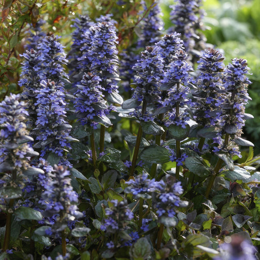 Ajuga Reptans - Pakke Med 6