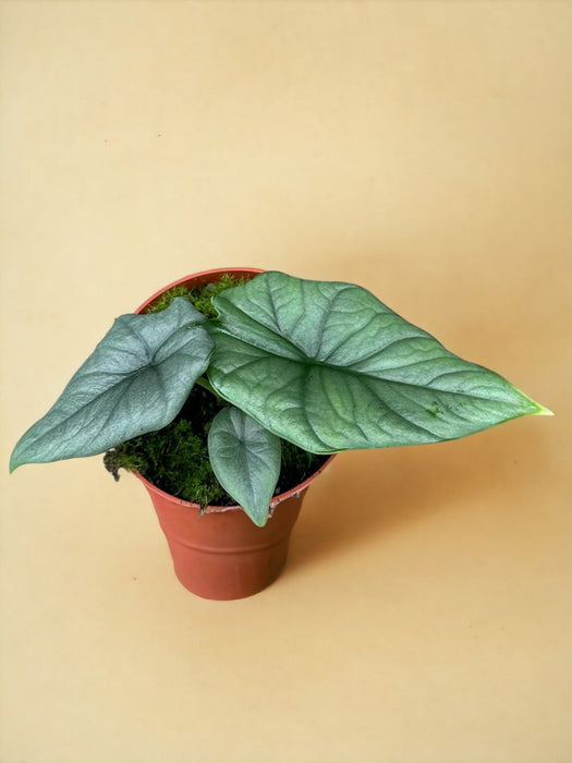 Alocasia Bisma Sølv