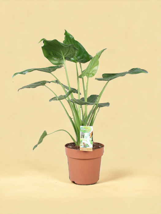 Alocasia Cucculata