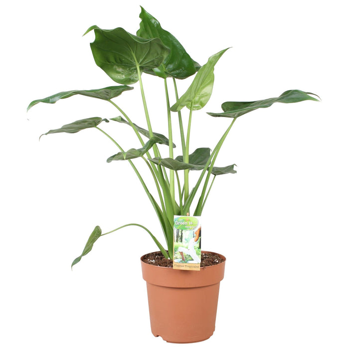 Alocasia Cucculata