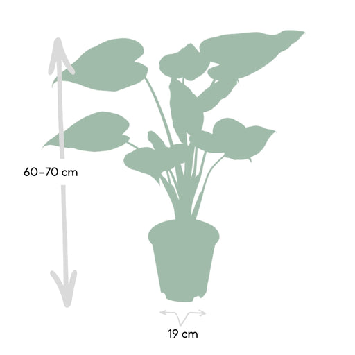 Alocasia Cucullata