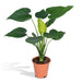 Alocasia Cucullata