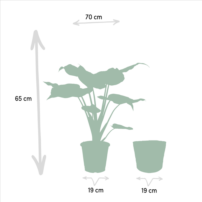 Alocasia Cucullata Og Dens Kurv