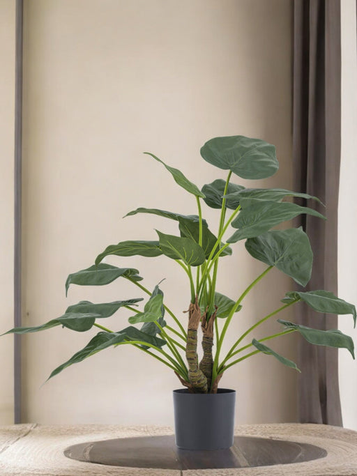 Alocasia Cucullata - Kunstig Grønn Plante