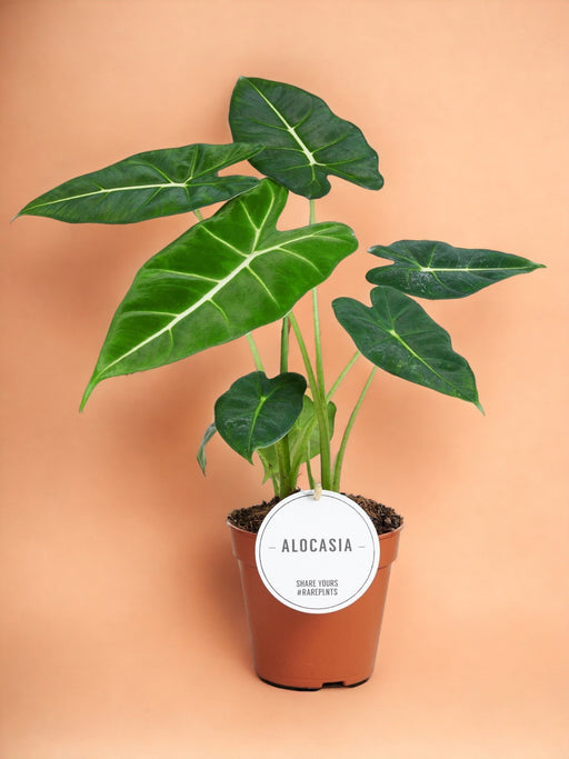 Alocasia Frydek