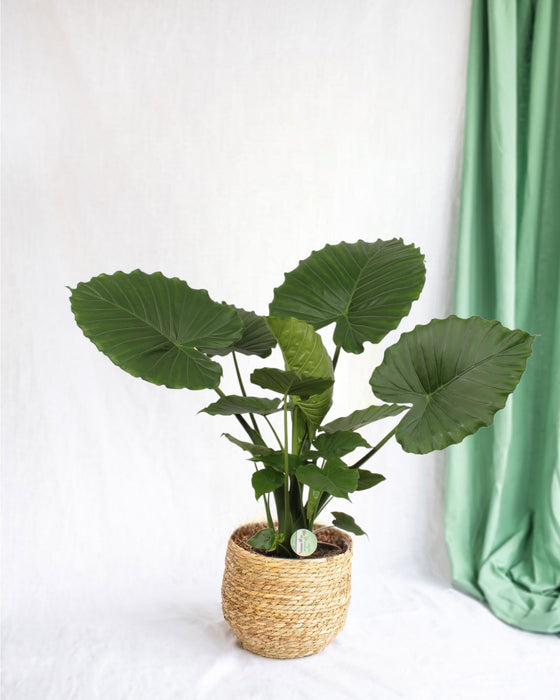 Alocasia Gageana California