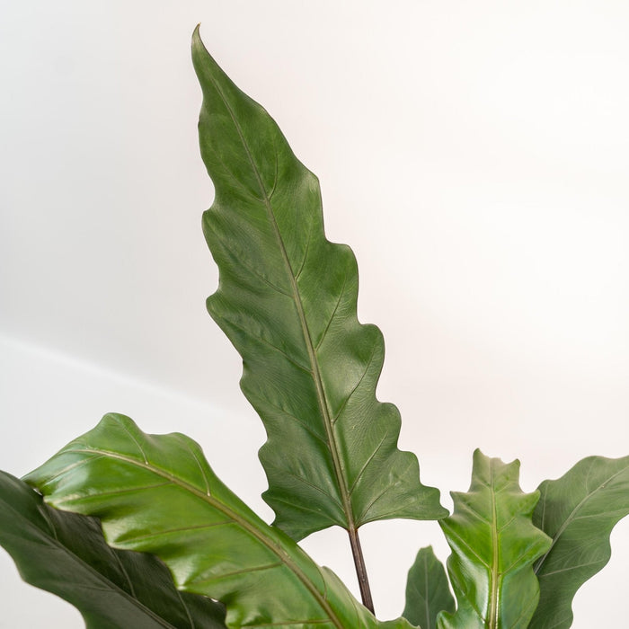 Alocasia Lauterbachiana