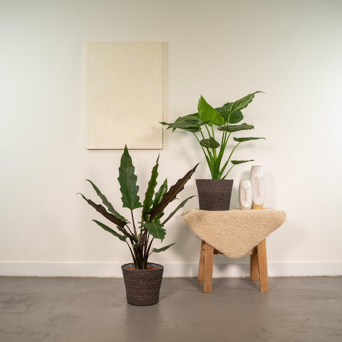 Alocasia Lauterbachiana - Sett Med 2 Planter - Gaveeske