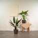 Alocasia Lauterbachiana - Sett Med 2 Planter - Gaveeske