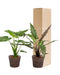 Alocasia Lauterbachiana - Sett Med 2 Planter - Gaveeske