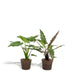 Alocasia Lauterbachiana - Sett Med 2 Planter - Gaveeske