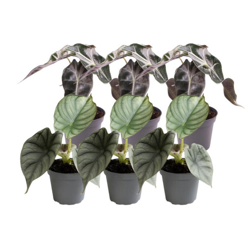 Alocasia - Sett Med 6 Planter - Gaveeske