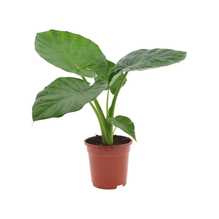 Alocasia Macrorrhiza