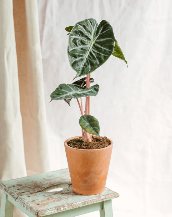 Alocasia Rosa Drage