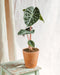 Alocasia Rosa Drage