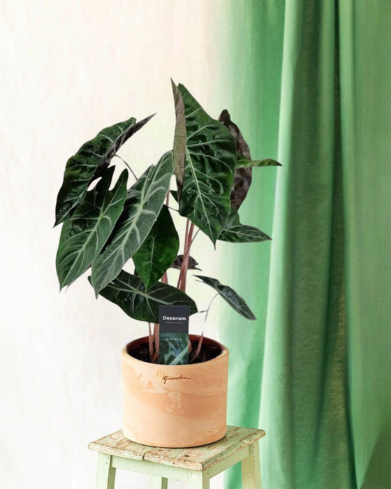 Alocasia Rosa Drage