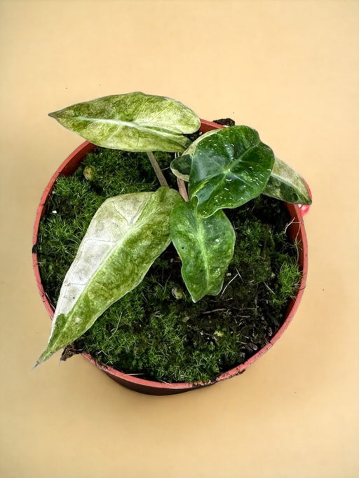 Alocasia Polly Yellow Variegata