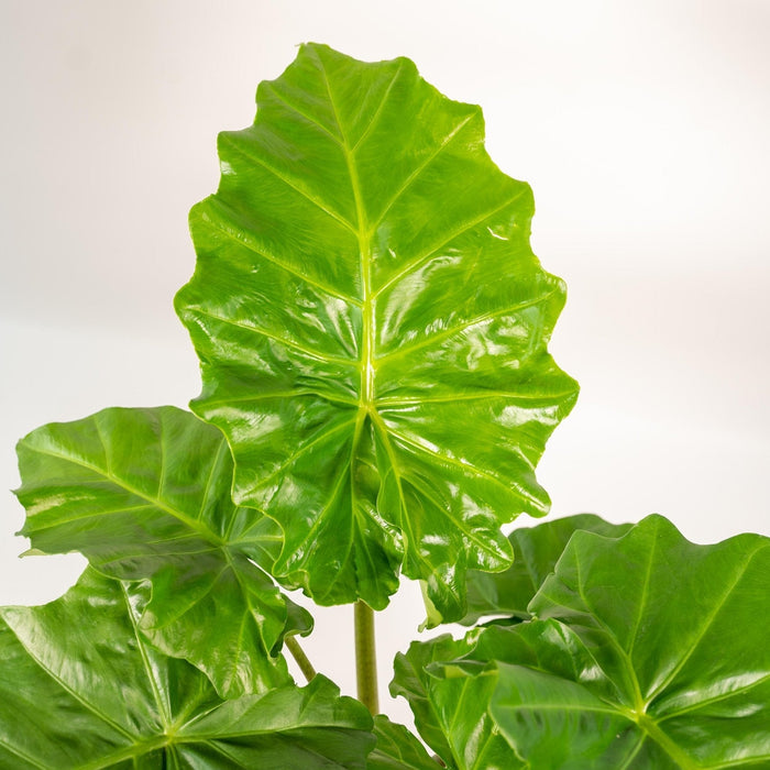 Alocasia Portodora Og Dens Bronseplanter