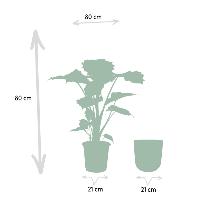 Alocasia Portodora Og Dens Svarte Plantepotte