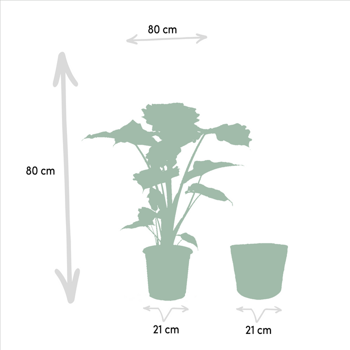 Alocasia Portodora Og Dens Flettede Kurv