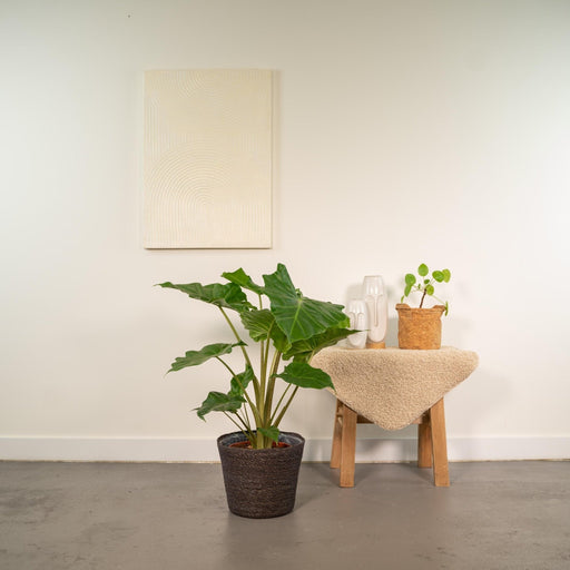 Alocasia Portodora Og Dens Flettede Kurv