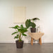 Alocasia Portodora - Sett Med 2 Planter - Gaveeske