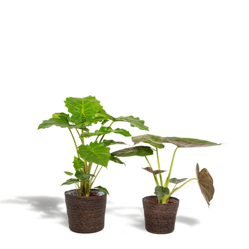 Alocasia Portodora - Sett Med 2 Planter - Gaveeske