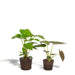 Alocasia Portodora - Sett Med 2 Planter - Gaveeske