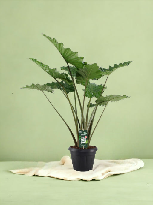 Alocasia Portodora