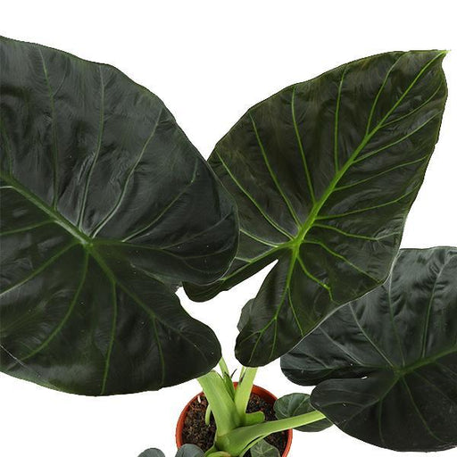 Alocasia Regal Shield Og Potten