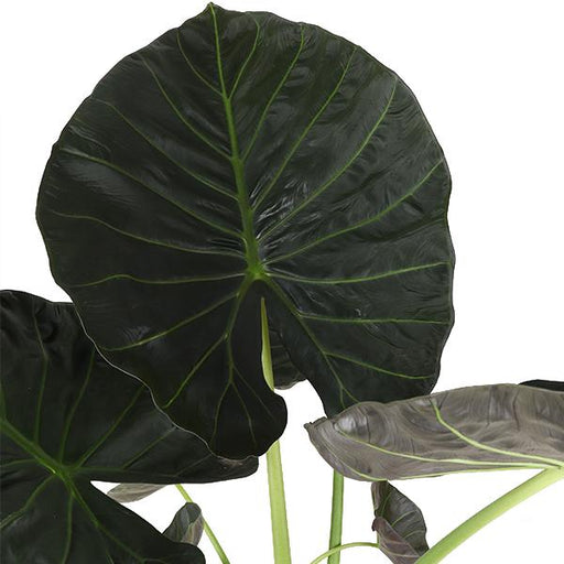 Alocasia Regal Shield Og Potten