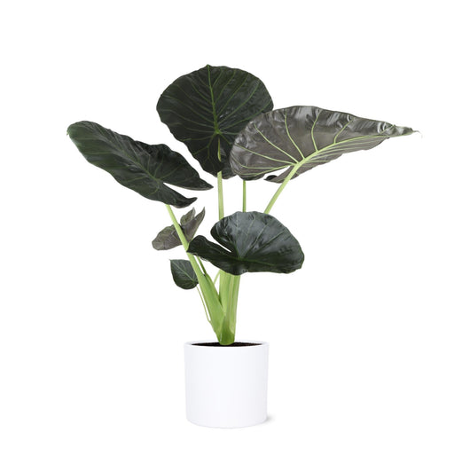 Alocasia Regal Shield Og Potten