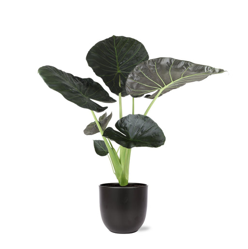 Alocasia Regal Shield Og Potten