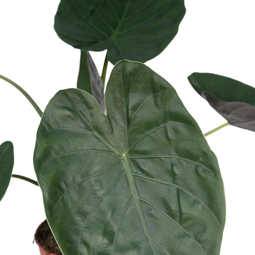 Alocasia Wentii