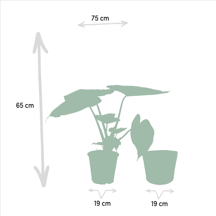 Alocasia Wentii