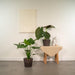 Alocasia Wentii - Sett Med 2 Planter - Gaveeske